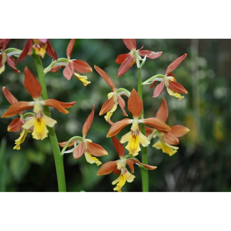 Calanthe Takane, Tropicaflore : vente Calanthe Takane