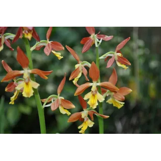 Calanthe Takane, Tropicaflore : vente Calanthe Takane