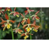 Calanthe Takane, Tropicaflore : vente Calanthe Takane