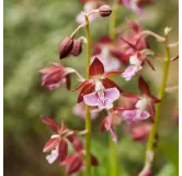 Calanthe Kozu, Tropicaflore : vente Calanthe Kozu