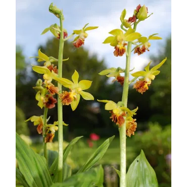 Calanthe tricarinata, Tropicaflore : vente Calanthe tricarinata