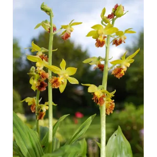 Calanthe tricarinata, Tropicaflore : vente Calanthe tricarinata