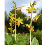 Calanthe tricarinata, Tropicaflore : vente Calanthe tricarinata