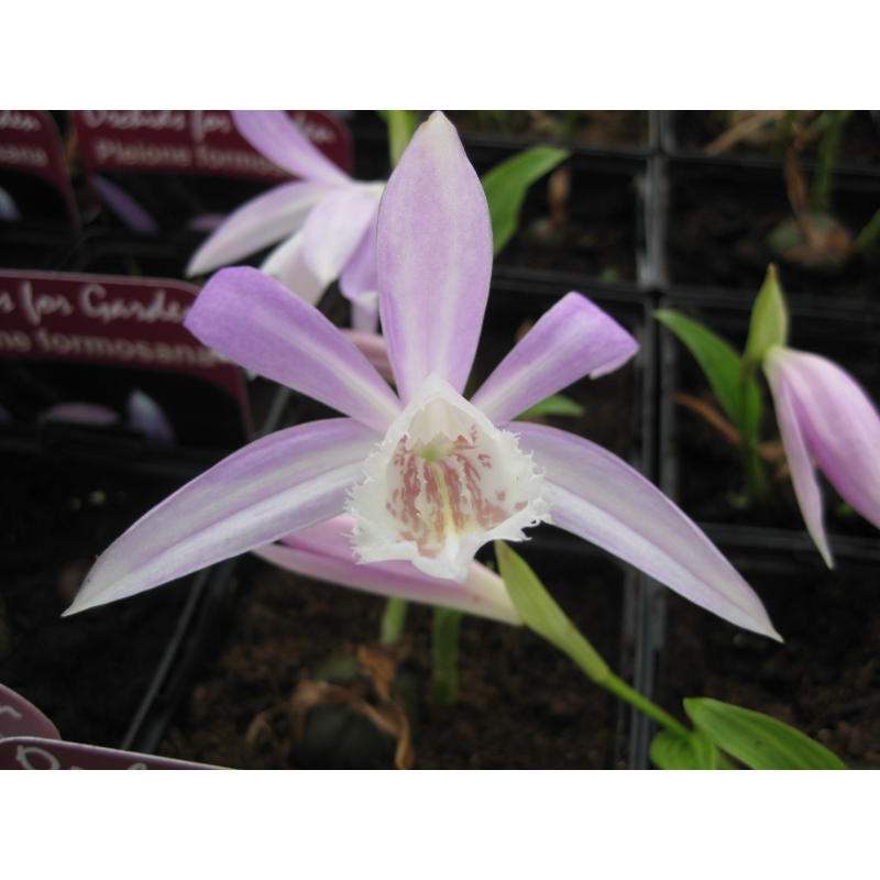 Pleione formosana, Tropicaflore : vente Pleione formosana