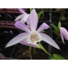 Pleione formosana, Tropicaflore : vente Pleione formosana