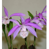 Pleione formosana, Tropicaflore : vente Pleione formosana