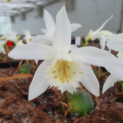 Pleione Glacier peak, Tropicaflore : vente Pleione Glacier peak