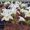 Pleione Glacier peak, Tropicaflore : vente Pleione Glacier peak