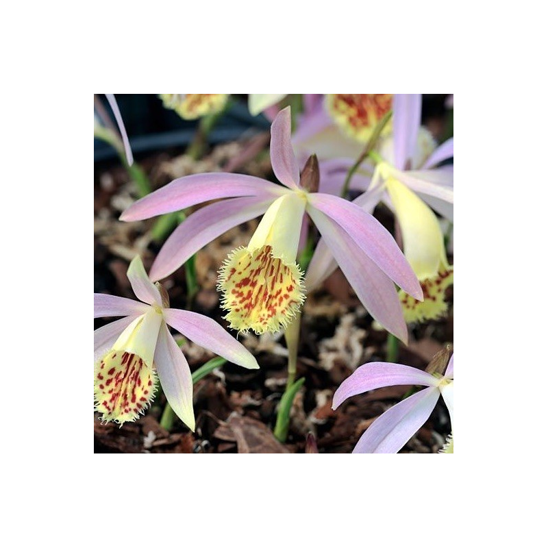 Pleione grandiflora, Tropicaflore : vente Pleione grandiflora