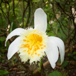 Pleione grandiflora Yellow, Tropicaflore : vente Pleione grandiflora Yellow