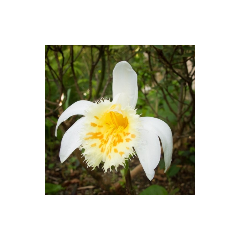 Pleione grandiflora Yellow, Tropicaflore : vente Pleione grandiflora Yellow