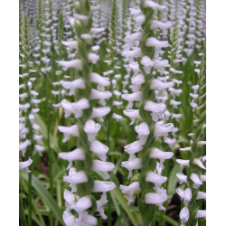 Spiranthes Chads ford, Tropicaflore : vente Spiranthes Chads ford