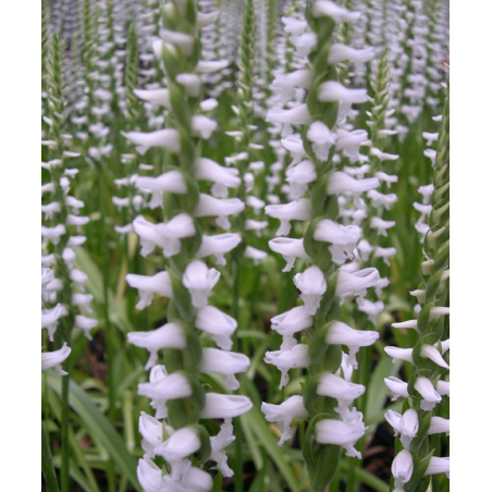 Spiranthes Chads ford, Tropicaflore : vente Spiranthes Chads ford