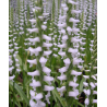 Spiranthes Chads ford, Tropicaflore : vente Spiranthes Chads ford