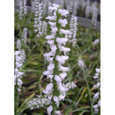 Spiranthes Chads ford, Tropicaflore : vente Spiranthes Chads ford