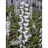 Spiranthes Chads ford, Tropicaflore : vente Spiranthes Chads ford