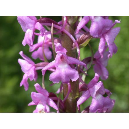 Gymnadenia conopsea, Tropicaflore : vente Gymnadenia conopsea