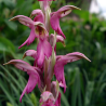 Orchis sancta, Tropicaflore : vente Orchis sancta