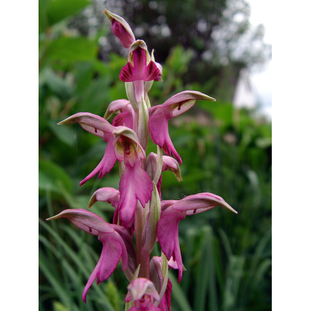 Orchis sancta, Tropicaflore : vente Orchis sancta