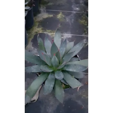 Agave x 'Blue Ember'