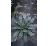 Agave x 'Blue Ember'