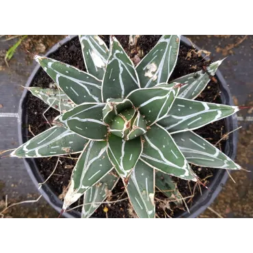 Agave victoriae-reginae 'Bustamante'