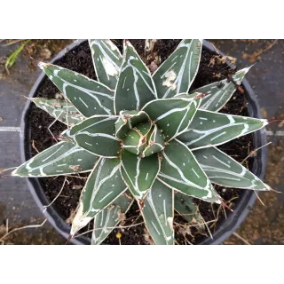 Agave victoriae-reginae 'Bustamante'