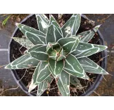 Agave victoriae-reginae 'Bustamante'