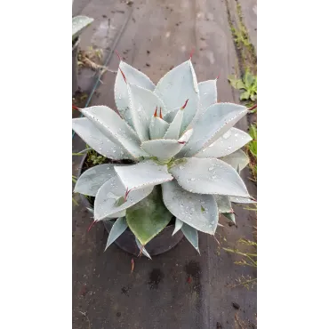 Agave pygmae 'dragon toe'