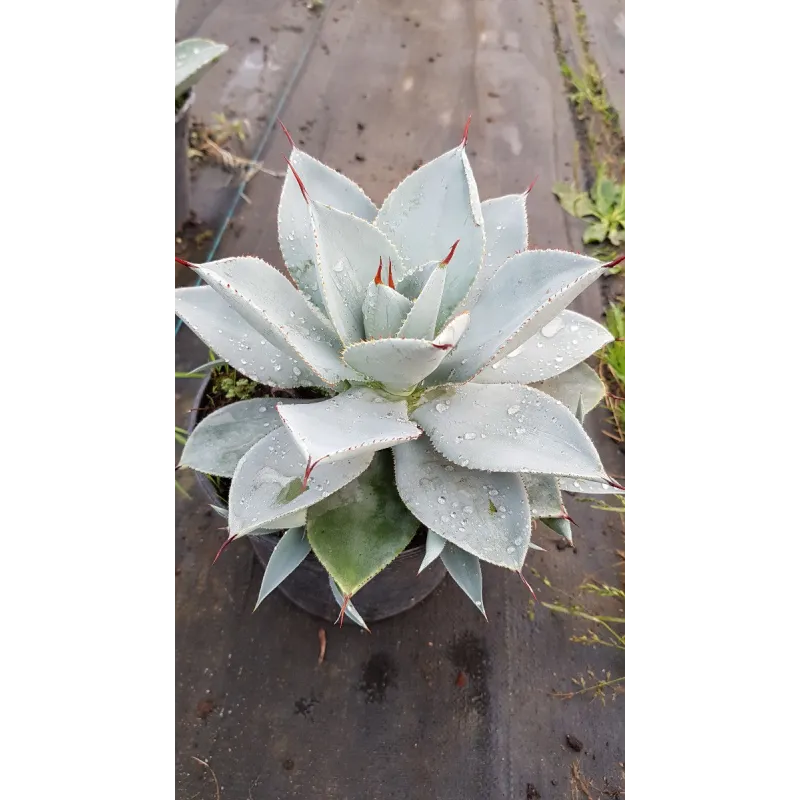 Agave pygmae 'dragon toe'