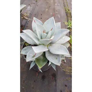 Agave pygmae 'dragon toe'