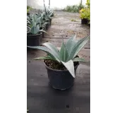 Agave gigantea 'Franzosinii'