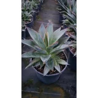 Agave attenuata 'Blue glow'