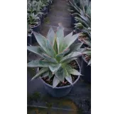 Agave attenuata 'Blue glow'