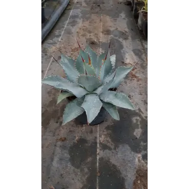 Agave parryi 'Truncata'