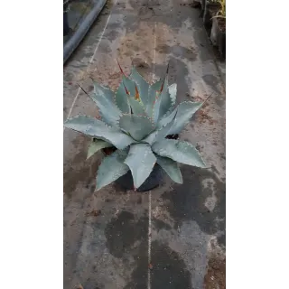 Agave parryi 'Truncata'