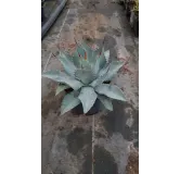 Agave parryi 'Truncata'