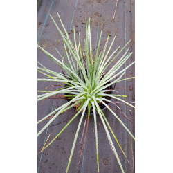 Agave striata subsp. 'Falcata'