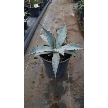 Agave deserti var. 'Simplex'