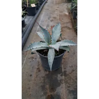 Agave deserti var. 'Simplex'