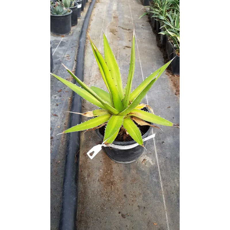 Agave kerchovei 'Huajuapan red'