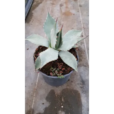 Agave parryi var. 'Parryi'