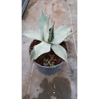 Agave parryi var. 'Parryi'