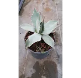 Agave parryi var. 'Parryi'