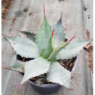 Agave havardiana