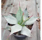 Agave havardiana