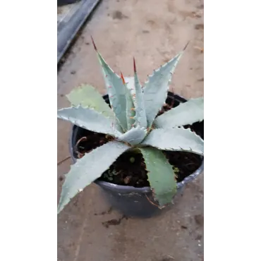 Agave mckelveyana