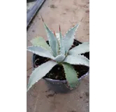 Agave mckelveyana