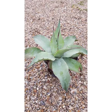 Agave ovatifolia 'Vanzie'