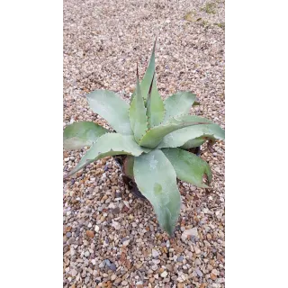 Agave ovatifolia 'Vanzie'